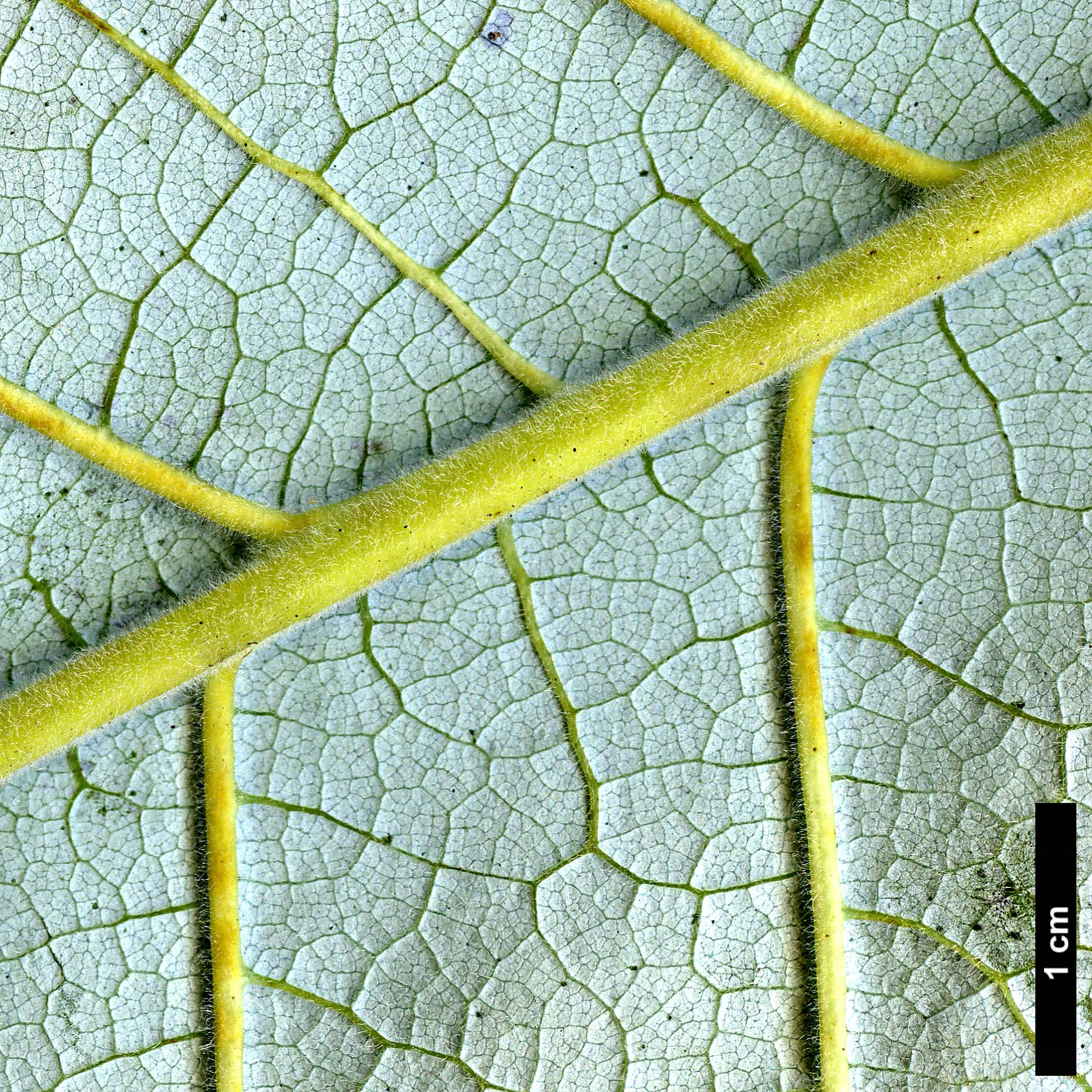 High resolution image: Family: Magnoliaceae - Genus: Magnolia - Taxon: macrophylla - SpeciesSub: var. dealbata